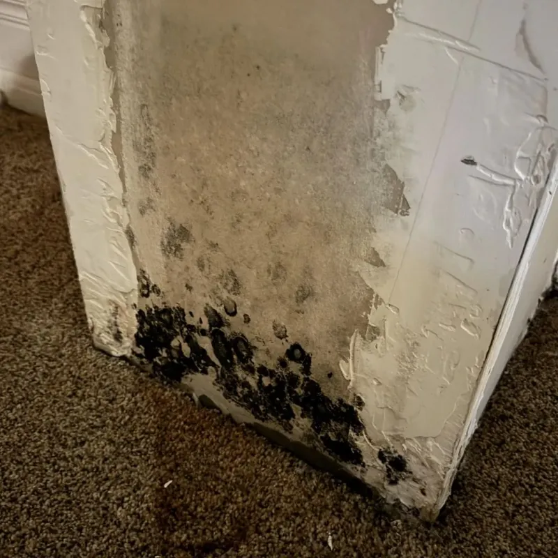 Professional Mold Removal in Mecklenburg County, NC